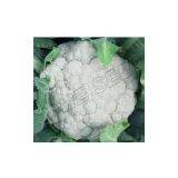 Cauliflower 70days Seeds 6148 thumbnail-1