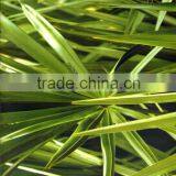 New Arrival DAZZLE NO.DGMA198-2 Forest Water Reed Hydrographic Film Hydrographics Water Transfer Printing Film thumbnail-2