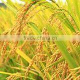 VIETNAM FRAGRANT RICE - 4900 - 5451 - NANG HOA RICE