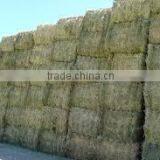 Straw Hay Bale, Wheat Hay Bale, Wheat Straw Hay, Feeding Straw Hay, Wheat Hay Straw thumbnail-1