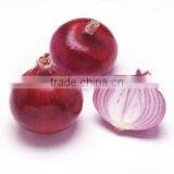 World Best Selling Wholesale of Red Onion Importers