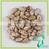 China Origin American Round Competitive Price Pinto Beans thumbnail-2