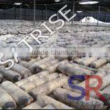 Hot Sale From China Professional Manufacturer Shiitake Mushroom Log thumbnail-1