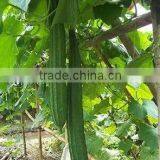 Luffa Seeds F1