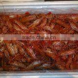 Live Spot Prawn thumbnail-2