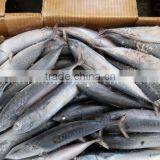 Frozen Fish Bonito/ Skipjack/ Tuna Whole Round 200g+ thumbnail-3
