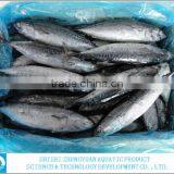 FROZEN BONITO TUNA WHOLE ROUND thumbnail-2