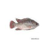 Sell Tilapia G&S thumbnail-1