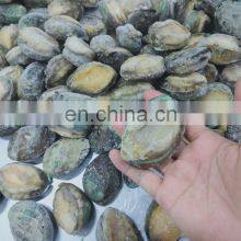 IQF Frozen Abalone in Shell for Sale thumbnail-3