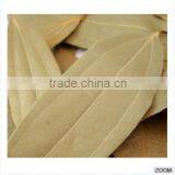 Cinnamomum Tamala thumbnail-5