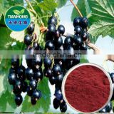 Black Currant Extract Anthocyanin