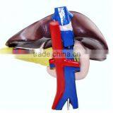 Teaching equipment liver, duodenum and pancreas models Medical equipment biological