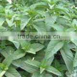 High Quality Field Mint Seeds For Sowing