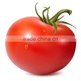 Indeterminate Growth Disease Resistance Red Tomato Seeds Vegetable Seeds For Sale