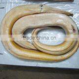 Conger Eel thumbnail-1