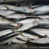 New Fish Seafood Sardine for Bait on Sale thumbnail-2