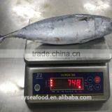 Ready Stock Land Frozen Bonito 700g up thumbnail-3