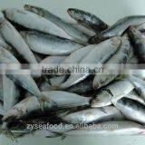 Frozen Fresh Sardine Fish thumbnail-2