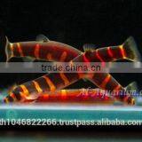 Giant Coolie Loach Fish / Aquarium Fish Farm thumbnail-1
