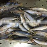 Frozen mackerel fish Equus lacertus with size 90 - 110 g / pcs