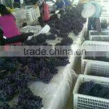 Chinese Fresh Black Globe Grape thumbnail-2