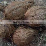 Semi Husked Coconuts From Pollachi thumbnail-1