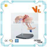 V-HM10 4D MASTER Female Uterus Model thumbnail-3