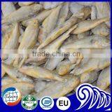 FDA BRC Whole Round Frozen Yellow Croaker Fish For Sale thumbnail-5