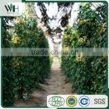 Kampot Strong Flavor Well Treated Black Pepper 550GL thumbnail-5