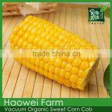 Cut of Sweet Corn Cob With Plastic Vacuum Packed thumbnail-3