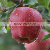 Chinese Fresh Apple Fresh Apple Fruit for Sale Fresh Apple Fruit Packing thumbnail-3