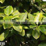 Outdoor Plants Ficus Elastica thumbnail-2