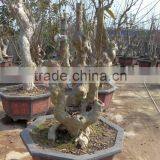 Outdoor Plants Lagerstroemia Indica L. thumbnail-3