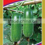 Linong Seeds the f1 Zucchini Seeds Foe Sale