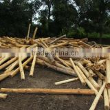 Acacia Wood Logs