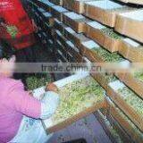 Dried Mealworms/Tenebrio Molitors for Pets thumbnail-3