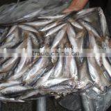 Frozen Seafood Horse Mackerel Fish Suppliers in China thumbnail-2