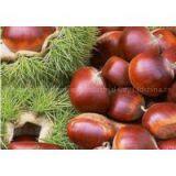 Chinese Chestnut thumbnail-1