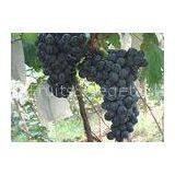 Summer Mature Fresh Red Grapes18 - 22mm , Black Seedless Grapes