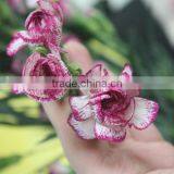 Diversified in Packaging Best Selling High Quality Carnation thumbnail-3