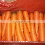 Fresh Carrot thumbnail-1