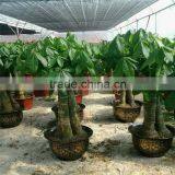 Pachira Macrocarpa Outdoor Flowering Plants for Home Garden thumbnail-5