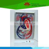 Low Priced Heart Beat and Blood Circulation Electric Model thumbnail-1