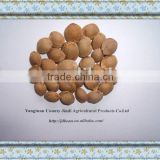 ALIBABA USED EXCLUSIVELY COMMON bitter apricot kernels(GF3)