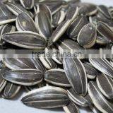 Price Of Sunflower Seeds 5009 With Good Quality Lowest Price thumbnail-6
