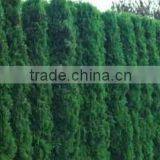 Thuja Occidentalis Plant