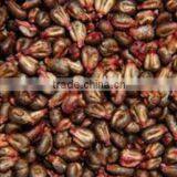Common Cultivation Natural Dried Grape Seed