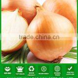 AON012 Huangguo f1 Hybrid Yellow Onion Seeds Price thumbnail-1