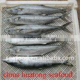 Frozen Spanish Mackerel Whole Round thumbnail-1