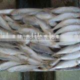 Frozen Horse Mackerel thumbnail-3